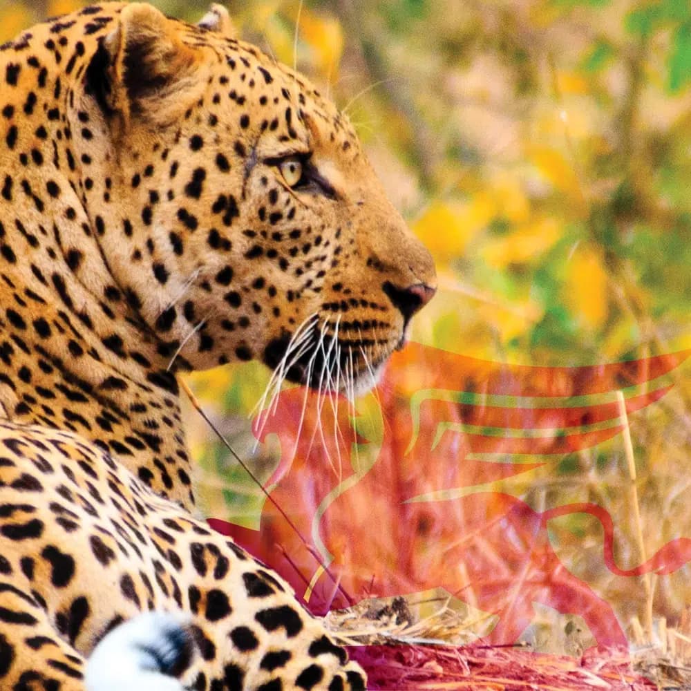 تور دور آفریقا: تجربه‌ای فراموش‌نشدنی از سان سیتی، کیپ تاون و ژوهانسبورگ - پرواز بلورین شیردال عکس وبلاگ