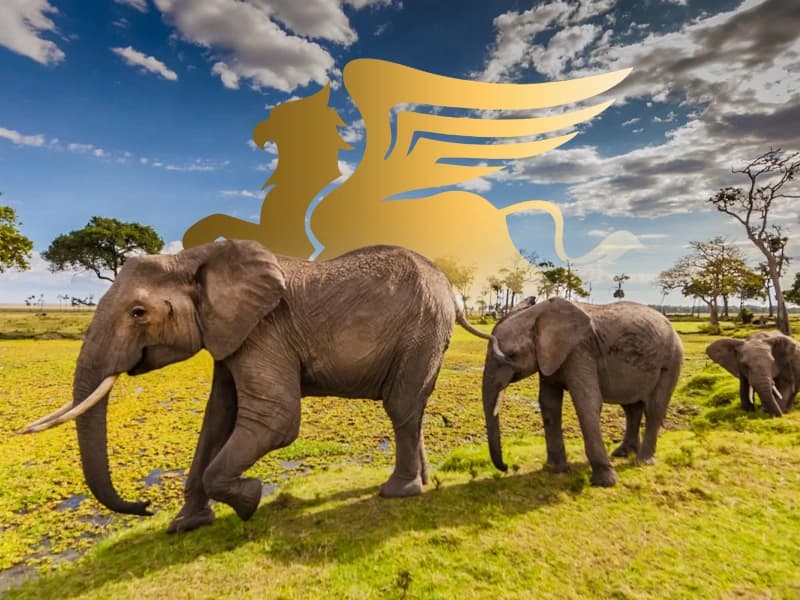 مقایسه تور آفریقای جنوبی: تور عادی یا تور کشتی کروز؟ کدام بهتر است؟ - پرواز بلورین شیردال عکس وبلاگ