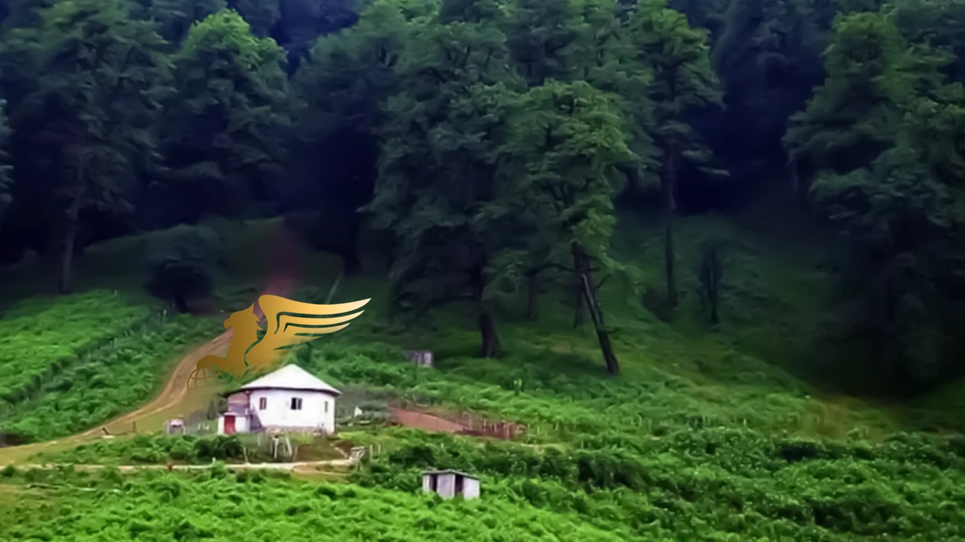 فراخوان پاکسازی جنگل‌های شمال؛ حماسه ۳ روزه نجات هیرکانی با آژانس پرواز بلورین شیردال عکس وبلاگ