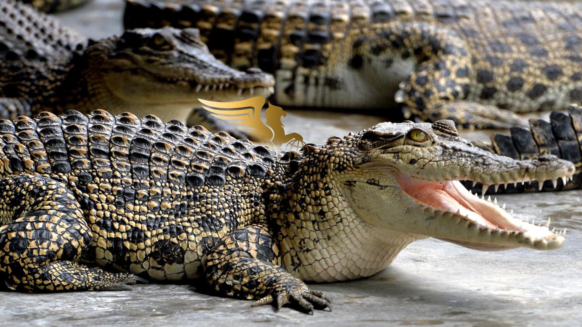 ۷ راز هولناک مزرعه کروکودیل ها در مالزی که آدرنالین خونتان را بالا می‌برد! + عکس و آدرس عکس وبلاگ