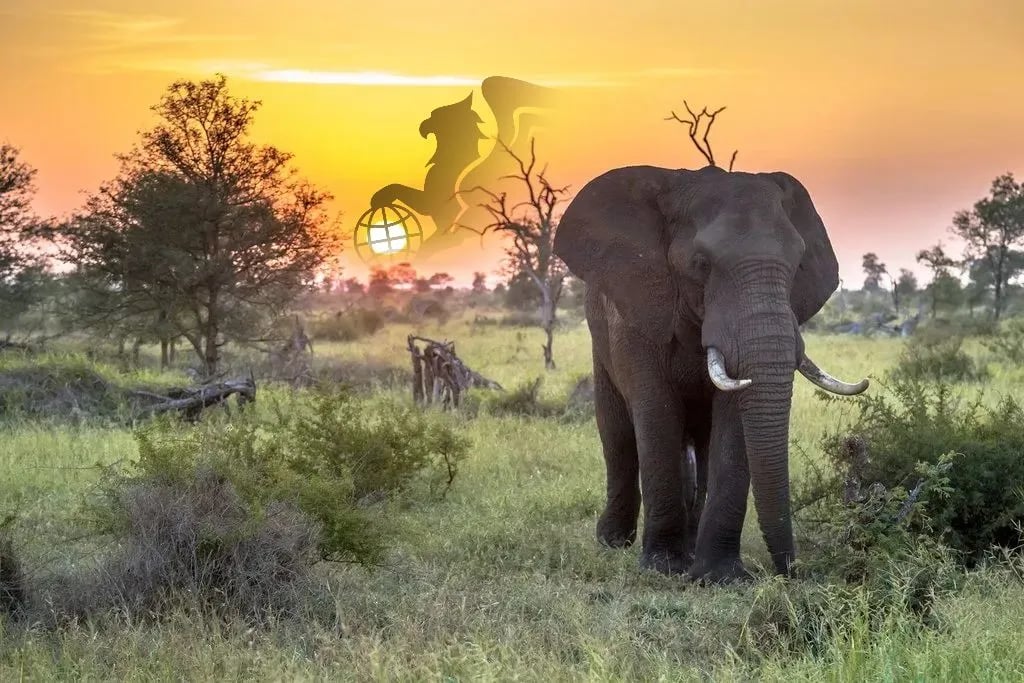 تور طبیعت‌گردی آفریقای جنوبی؛ سفر به سرزمین حیات وحش و ماجراجویی - پرواز بلورین شیردال - تصویر وبلاگ