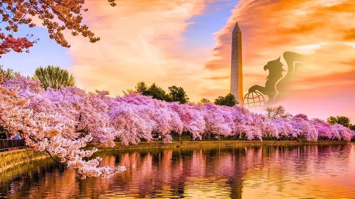 هانامی – جشن شکوفههای گیلاس در ژاپن؛ شکوفههایی که زندگی را معنا میکنند - پرواز بلورین شیردال عکس وبلاگ