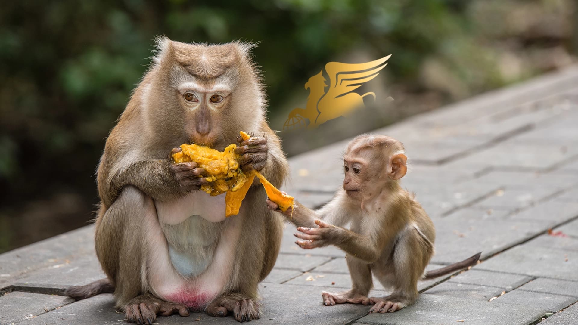 تپه میمونها تایلند؛ ملاقات با اربابان بازیگوش پوکت! عکس وبلاگ