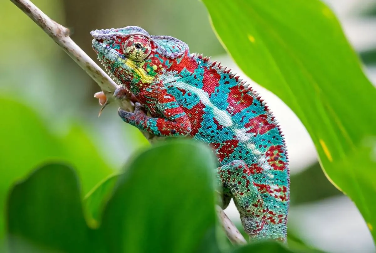 سفر به ماداگاسکار