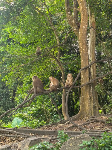 تپه میمونها تایلند