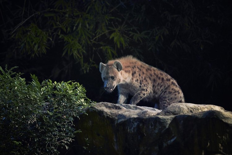 سافاری شبانه سنگاپور