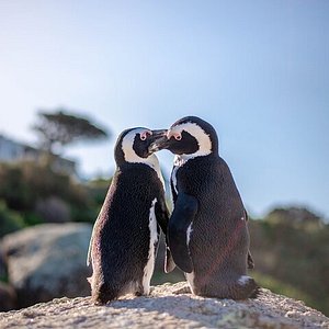 حیات وحش جزیره روبن