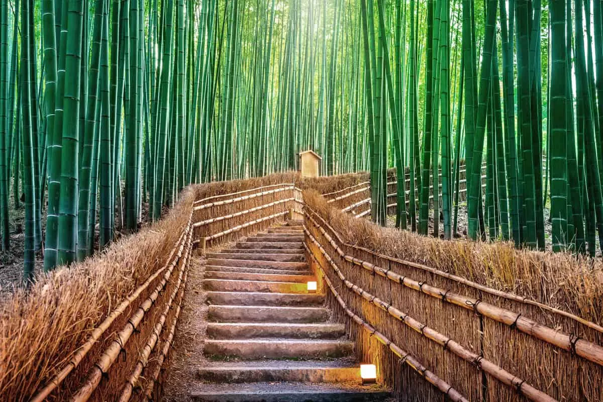 جنگل بامبو ژاپن